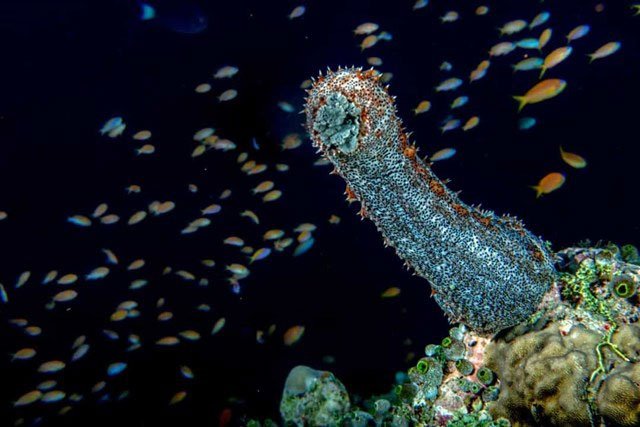 Sự thật đáng kinh ngạc về các sinh vật dưới biển sâu