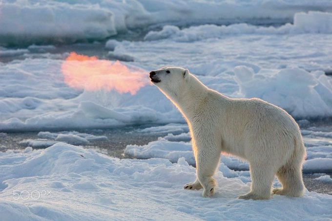 Sự thật đằng sau bức ảnh gấu Bắc Cực thở ra lửa khiến nhiều người xôn xao