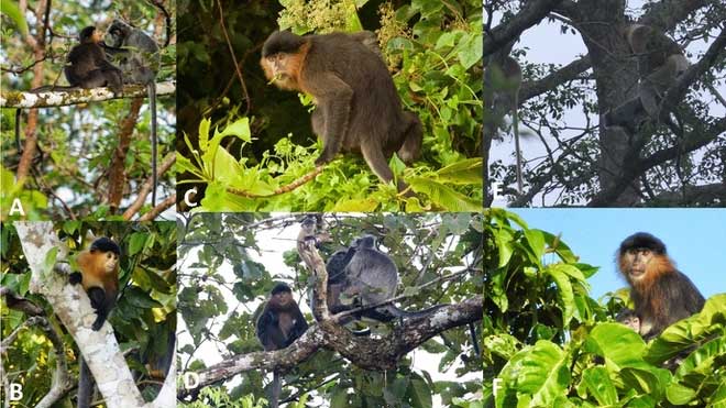 Sự thật đằng sau con khỉ lai bí ẩn ở Malaysia