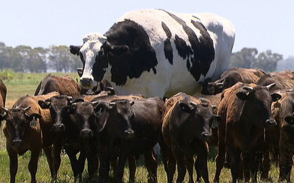 Sự thật ít người biết đằng sau con bò khổng lồ đang gây bão cư dân mạng