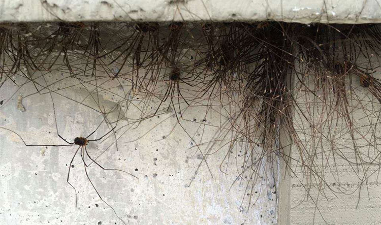 Sự thật kinh dị đằng sau bức tường của tòa nhà tự nhiên mọc lông