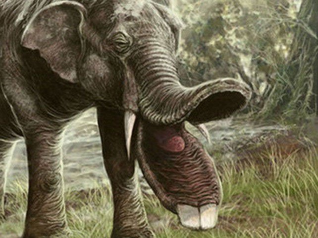 Sự thật là tổ tiên của voi và tê giác cổ đại có vẻ ngoài quái dị hơn ngày nay nhiều!