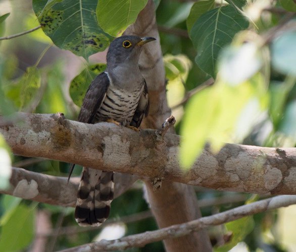 Sự thật loài chim bắt cô trói cột kỳ lạ của Việt Nam