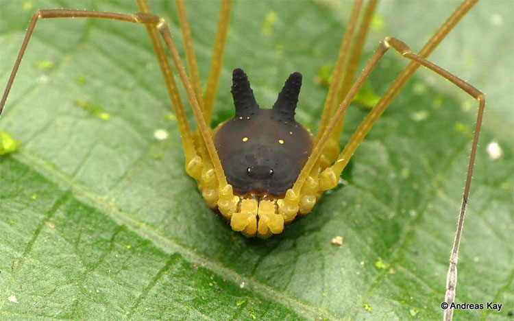 Sự thật về con nhện mọc sừng dễ thương nhất quả đất!