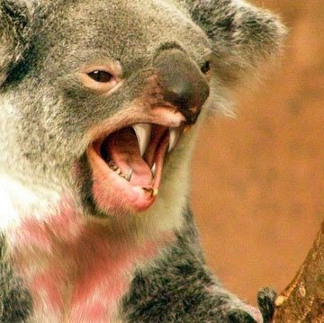 Sự thật về loài gấu ăn thịt hung tợn trong truyền thuyết Australia