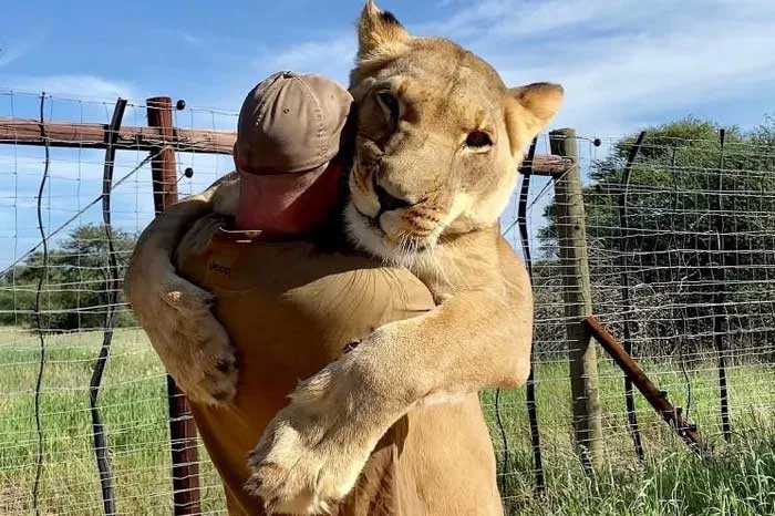 Sư tử cái quấn quýt ôm chầm người cứu mạng khiến cả thế giới kinh ngạc