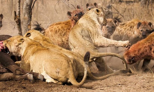 Sư tử lớn gấp 3 lần linh cẩu nhưng phải chịu mất con mồi do chiến thuật đặc biệt này