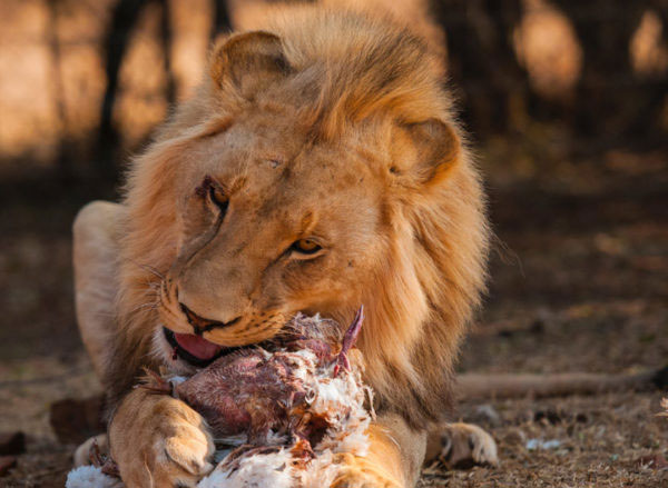 Sư tử lớn gấp 3 lần linh cẩu nhưng phải chịu mất con mồi do chiến thuật đặc biệt này