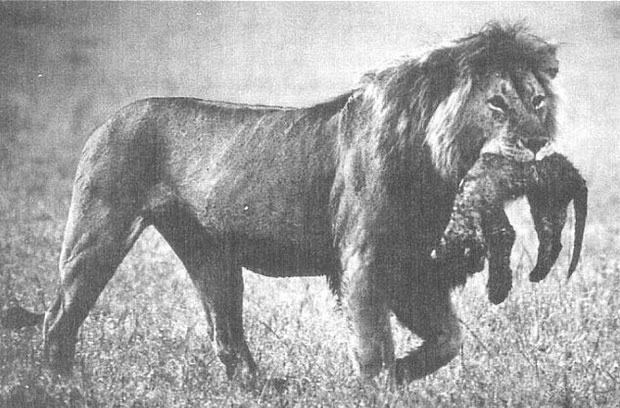Sư tử mẹ ăn thịt con mình: Tại sao Hổ dữ không ăn thịt con mà sư tử lại làm như vậy?