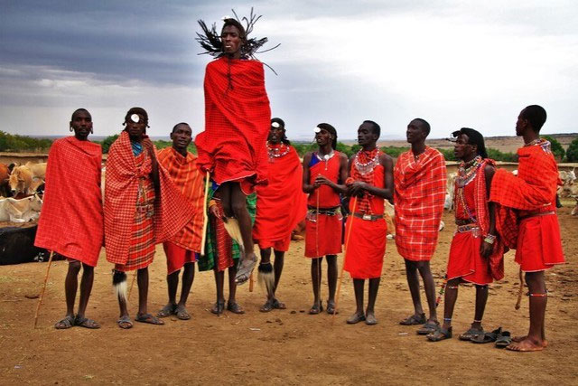 Sư tử thậm chí còn không sợ voi, vậy tại sao chúng lại sợ người Maasai?