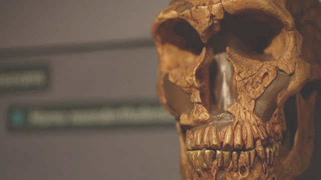 Sự tuyệt chủng của người Neanderthal không phải do tổ tiên chúng ta gây ra trong một sớm một chiều!