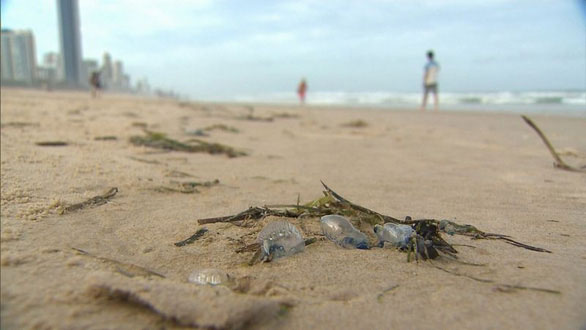 Sứa độc tấn công bờ biển Úc, hơn chục ngàn người bị đốt