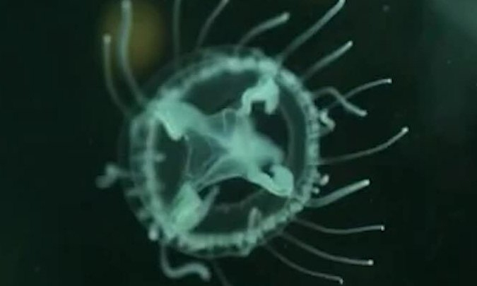 Sứa hoa đào - Loài sứa được mệnh danh là hóa thạch sống