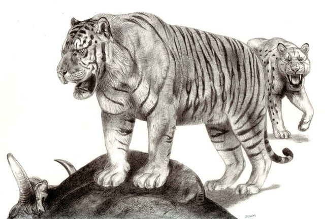 Sức mạnh chiến đấu của hổ nguyên thủy đáng sợ đến mức nào?