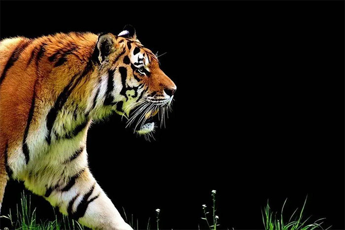 Sức mạnh chiến đấu của hổ nguyên thủy đáng sợ đến mức nào?
