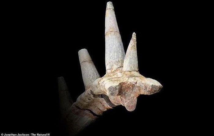 Sừng hóa đá'' tiết lộ quái vật 168 triệu tuổi, chưa từng thấy trên thế giới