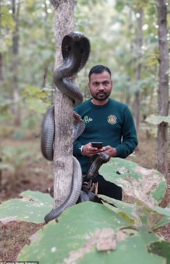 Sửng sốt trước cảnh ba con rắn hổ mang cùng xuất hiện trên thân cây