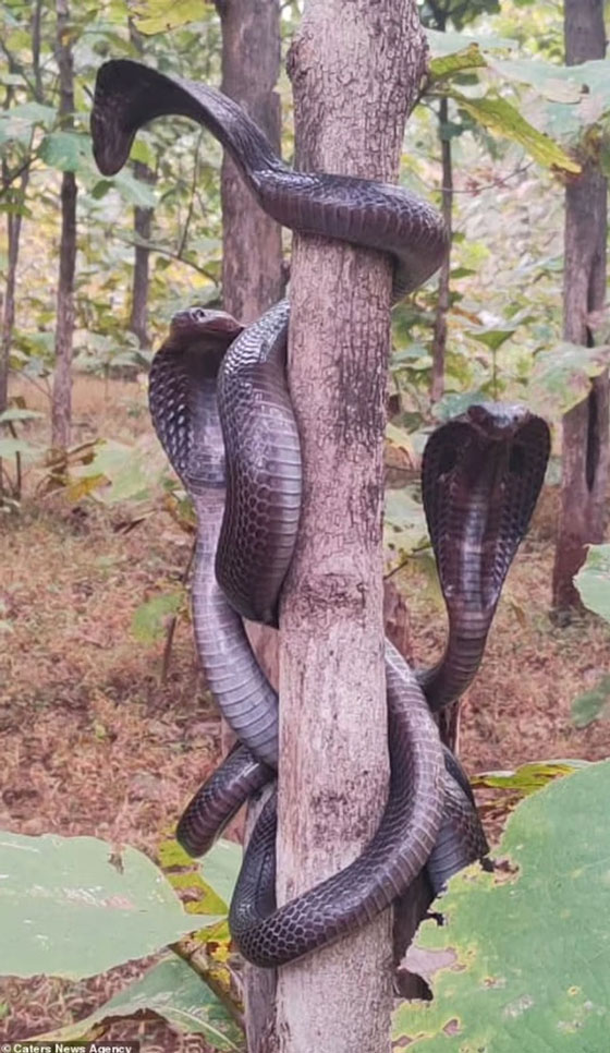Sửng sốt trước cảnh ba con rắn hổ mang cùng xuất hiện trên thân cây