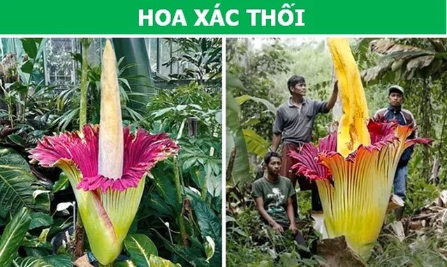 Sửng sốt với những loài thực vật sở hữu “siêu năng lực”