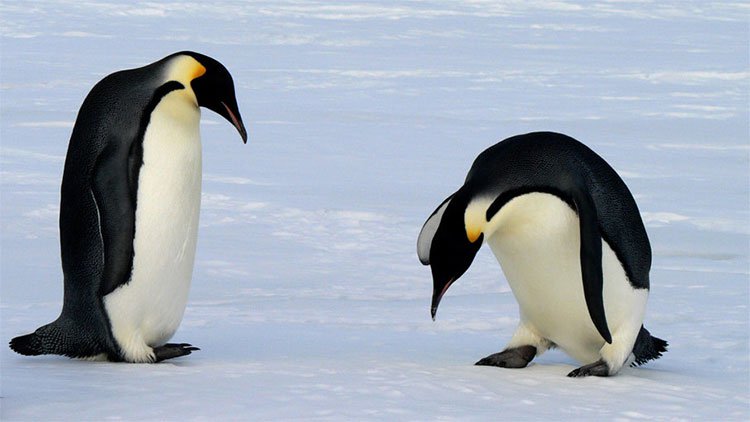 Tại sao bàn chân của chim cánh cụt không bị lạnh?