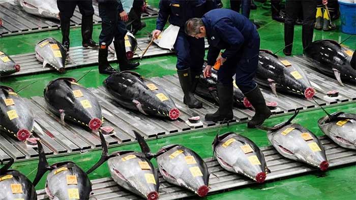 Tại sao cá ngừ vây xanh ở Nhật Bản có giá lên đến hàng chục tỷ đồng?