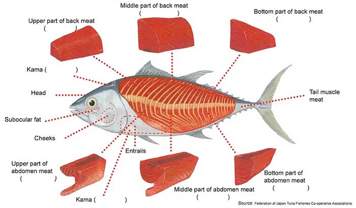 Tại sao cá ngừ vây xanh ở Nhật Bản có giá lên đến hàng chục tỷ đồng?