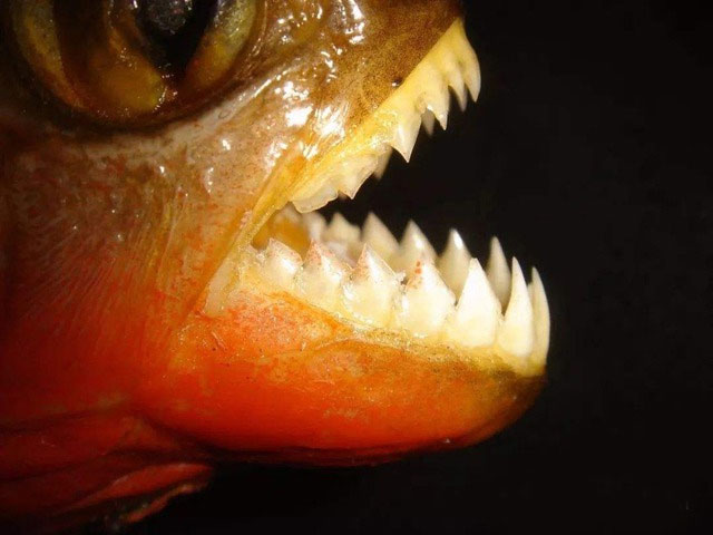 Tại sao cá piranha vô cùng hung dữ nhưng vẫn không thể thống trị sông Amazon?