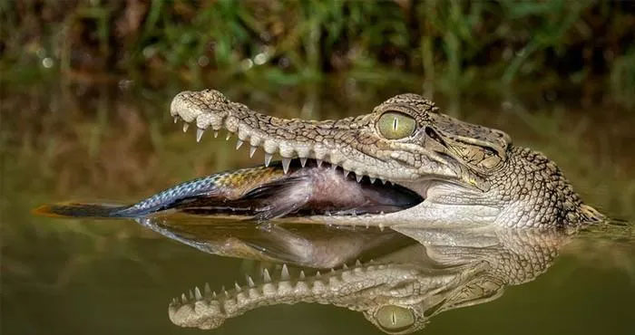 Tại sao cá sấu lại rơi nước mắt?