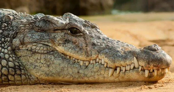 Tại sao cá sấu lại rơi nước mắt?