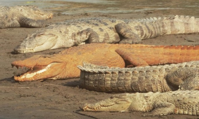 Tại sao cá sấu ở Nepal có màu cam kỳ lạ?
