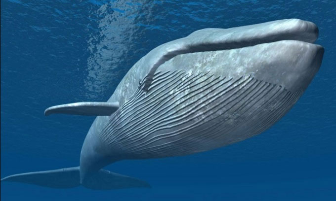 Tại sao cá voi không chết đuối khi nuốt đầy miệng nước?