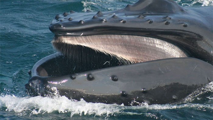 Tại sao cá voi lưng gù không thể nuốt chửng con người?