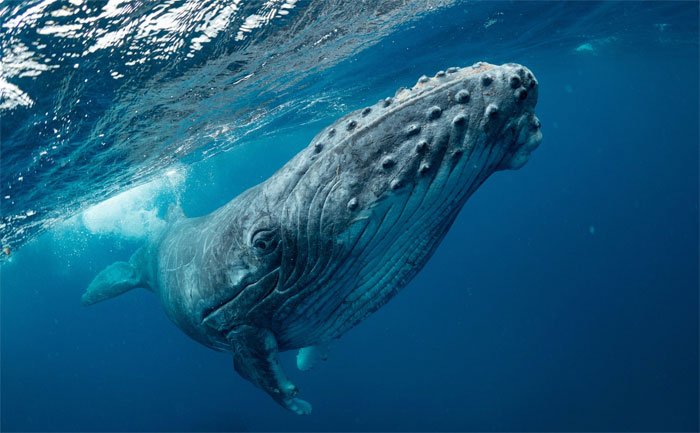 Tại sao cá voi lưng gù không thể nuốt chửng con người?