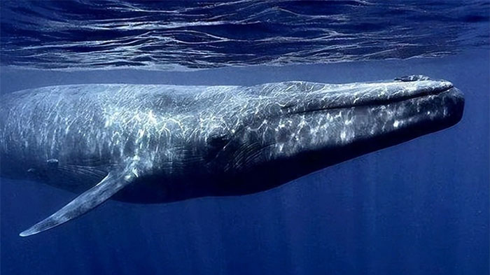 Tại sao cá voi xanh thích ăn cá và tôm nhỏ?