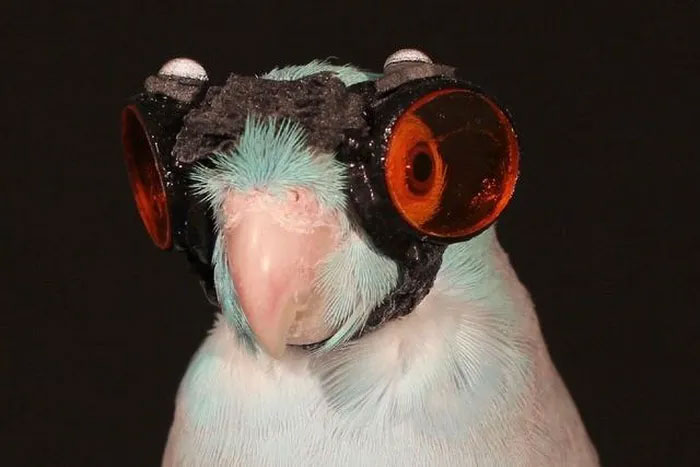 Tại sao các nhà khoa học lại đeo kính bảo hộ cho chim để nghiên cứu về khả năng bay?
