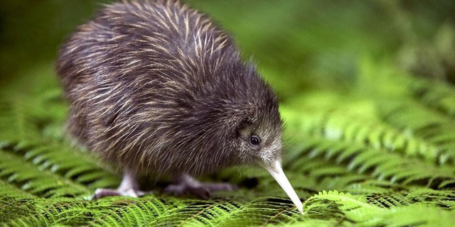 Tại sao chim kiwi tiến hóa không có cánh nhưng lại có khứu giác rất nhạy?