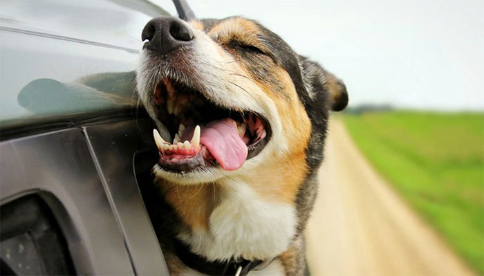 Tại sao chó hay thò đầu ra ngoài cửa kính xe hơi?