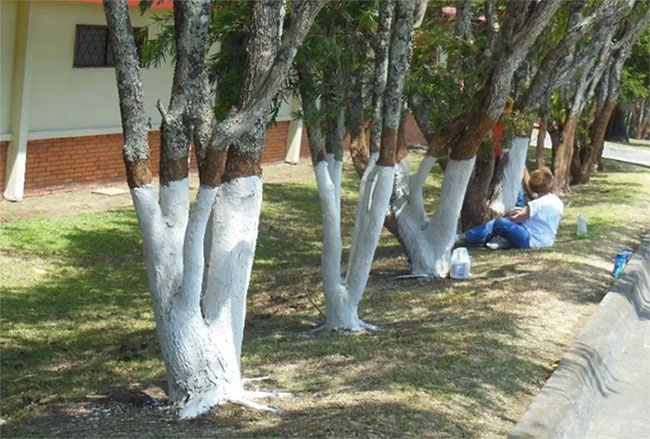 Tại sao chúng ta lại sơn màu trắng lên các thân cây?