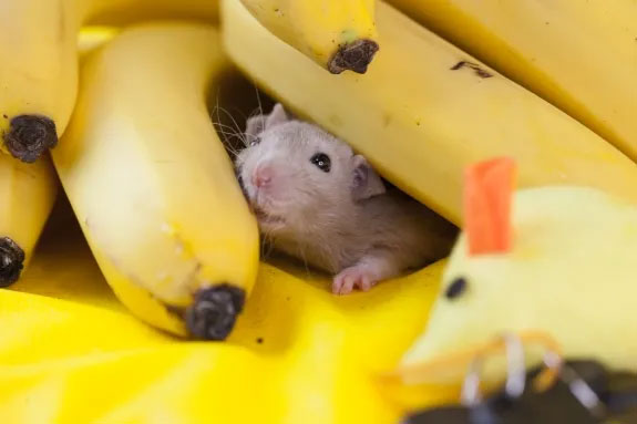 Tại sao chuột đực lại sợ chuối khiếp vía?