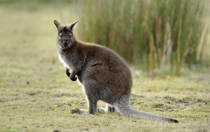 Tại sao chuột túi Wallaby chưa đẻ con đã lại mang thai?