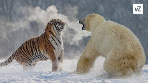 Tại sao có gấu Bắc Cực mà không có hổ Bắc Cực?