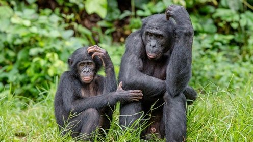 Tại sao con người không nhiều lông như tinh tinh hay khỉ đột?