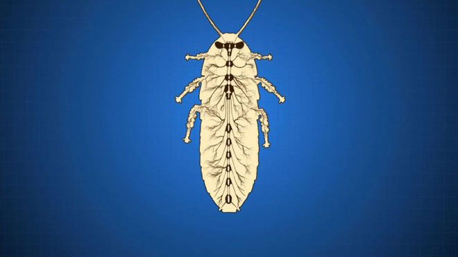 Tại sao côn trùng lại có kích thước nhỏ bé như vậy? Vì sao con gián mất đầu mà vẫn có thể sống?