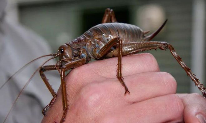 Tại sao côn trùng từ bỏ cơ thể to lớn thời tiền sử của chúng mà ngày càng thu nhỏ dần?