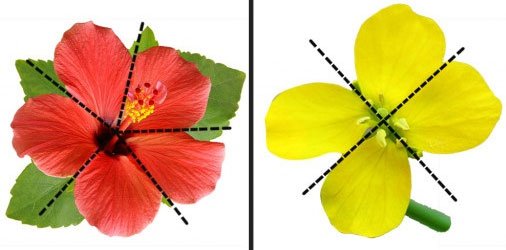 Tại sao đa số các loài hoa đều có tính đối xứng?