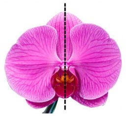 Tại sao đa số các loài hoa đều có tính đối xứng?