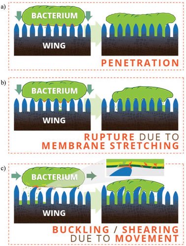 Tại sao đôi cánh mỏng manh của ve sầu lại là cơn ác mộng đối với mọi loài vi khuẩn?