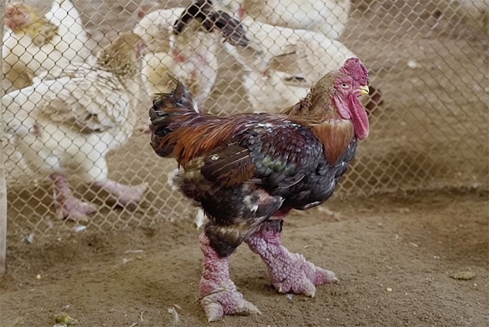 Tại sao gà Đông Tảo lại có giá cao đến 46 triệu đồng/con?