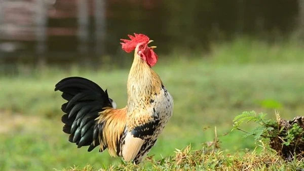 Tại sao gà mái bắt chước tiếng gáy của gà trống bị coi là điềm dữ, thường bị bắt giết?
