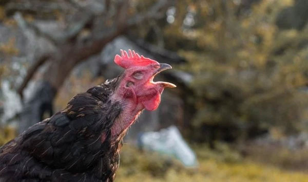 Tại sao gà mái bắt chước tiếng gáy của gà trống bị coi là điềm dữ, thường bị bắt giết?